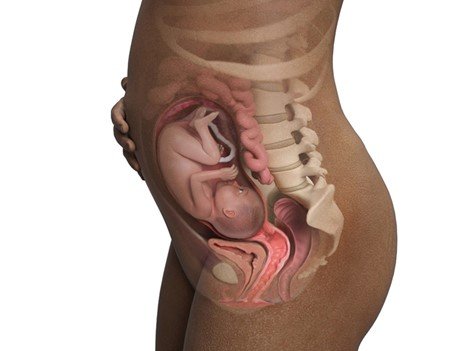 سه ماهه دوم (14 هفته و 0 روز تا 27 هفته و 6 روز): زمان رشد و نمو سریع