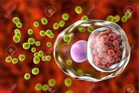 کلامیدیا چیست